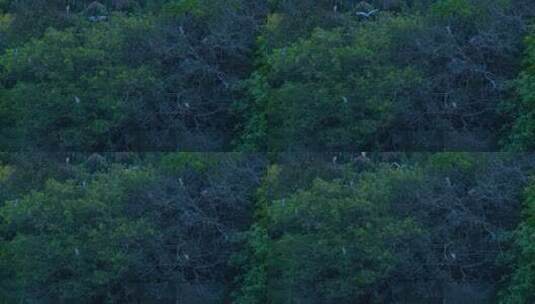 停在枝头上的池鹭夜鹭高清在线视频素材下载