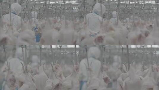 肉鸡加工厂肉禽加工屠宰厂LOG高清在线视频素材下载