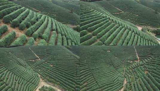 航拍浙江龙坞镇龙坞茶园的茶树高清在线视频素材下载