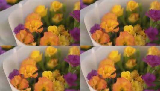 盆栽报春花，春天的植物高清在线视频素材下载