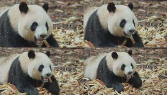 吃竹子的大熊猫特写高清在线视频素材下载