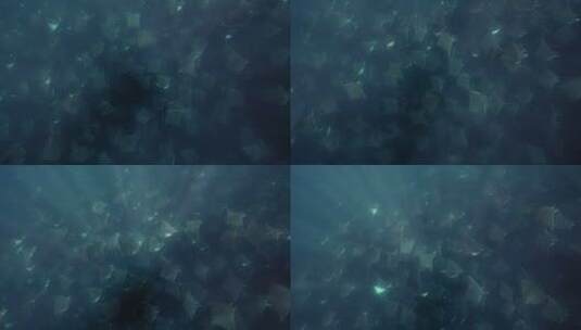 海底蝠鲼鱼群杰克风暴高清在线视频素材下载