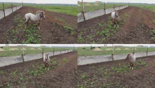 农村里的一匹白马高清在线视频素材下载