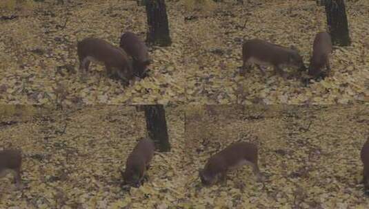 H秋季林间野猪拱土02高清在线视频素材下载