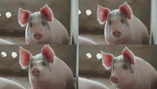 养猪场养殖乡下环保脱贫高清在线视频素材下载
