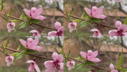 春天盛开的樱花桃花高清在线视频素材下载