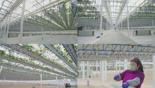 全球顶尖草莓种植大棚 现代化温室大棚高清在线视频素材下载
