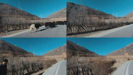 西藏旅游风光318国道车窗外过路牦牛牧民高清在线视频素材下载