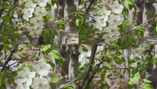 盛开的白色梨花高清在线视频素材下载