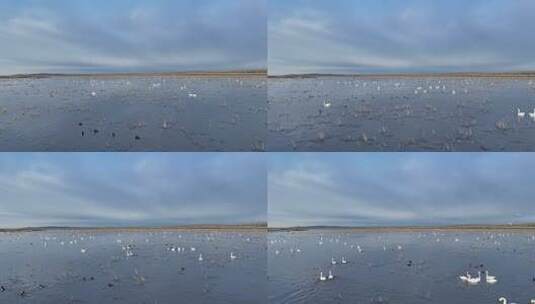 天鹅迁徙途中在呼伦贝尔草原湿地休息歇脚高清在线视频素材下载