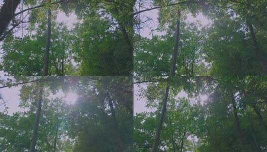 森林树木阳光空镜高清在线视频素材下载