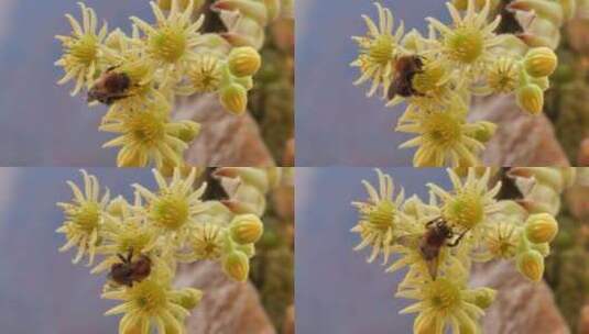 大黄蜂收集花蜜高清在线视频素材下载
