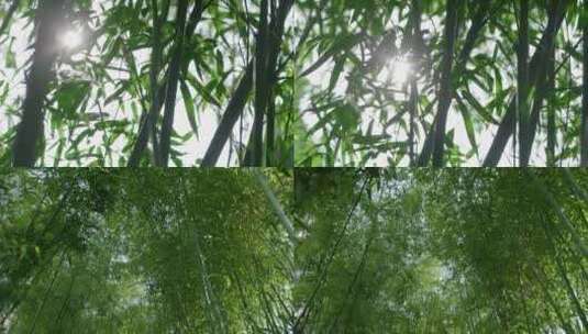 阳光穿过竹林天然氧吧公园竹林风景高清在线视频素材下载
