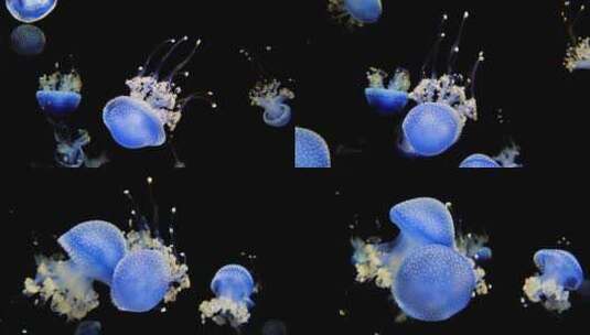 4K水下奇观、海底世界、水母游动高清在线视频素材下载