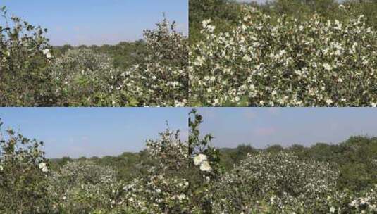 山茶树山茶花高清在线视频素材下载