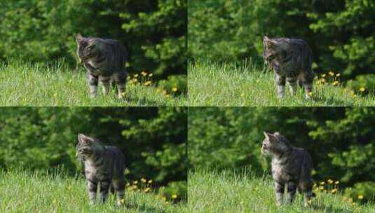草坪上的猫咪高清在线视频素材下载