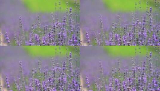 盛开的薰衣草特写 蜜蜂在花间采蜜高清在线视频素材下载