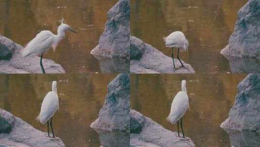 湖边石头上的白鹭高清在线视频素材下载