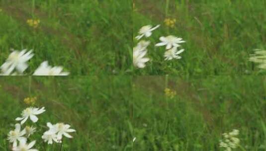 大兴安岭野花野草高清在线视频素材下载