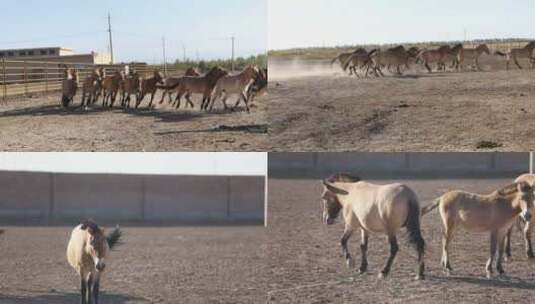 新疆准噶尔野马场马群高清在线视频素材下载