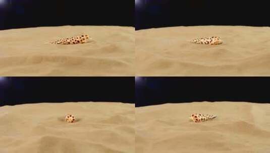 沙子上的贝壳高清在线视频素材下载