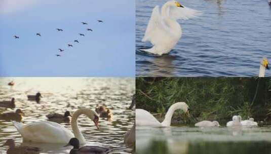 【合集】天鹅在湖里捕鱼高清在线视频素材下载