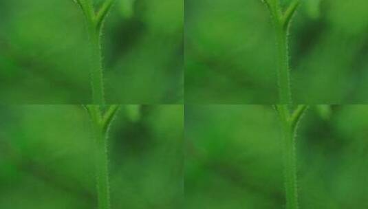 下雨天绿色植物蕨类森林高清在线视频素材下载