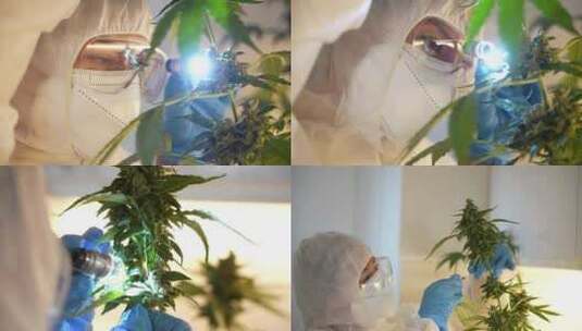 农业科研植物研究高清在线视频素材下载