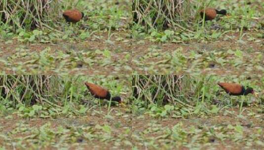 在湿地漂浮植被上寻找食物的瓦状雅克纳鸟高清在线视频素材下载