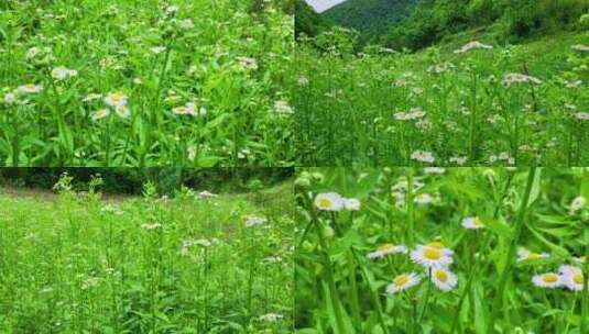 （有版权）4k野花花蕊一年蓬植物花朵高清在线视频素材下载