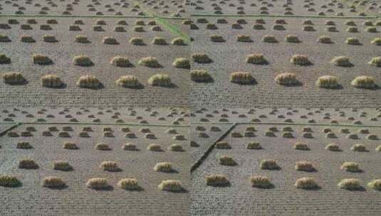 黑龙江北大荒五常秋收收割的水稻田航拍高清在线视频素材下载
