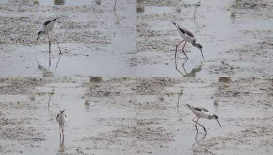 深圳湾公园黑翅长脚鹬在觅食高清在线视频素材下载