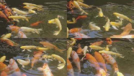 幸运的锦鲤 可爱的鲤鱼高清在线视频素材下载