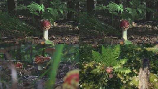 大自然森林蘑菇高清在线视频素材下载