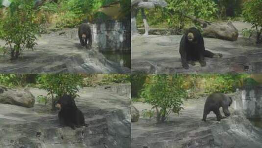 2023广州动物园游览棕熊灰熊黑熊高清在线视频素材下载