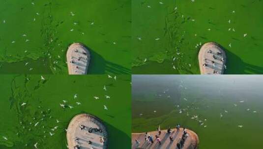 昆明滇池海晏村码头游客投喂海鸥绿藻水面高清在线视频素材下载
