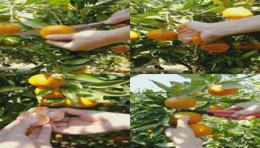 橘子  新鲜红橘高清在线视频素材下载