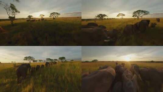 非洲草原的大象高清在线视频素材下载