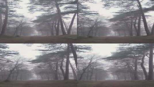穿越浓雾中的森林小路高清在线视频素材下载