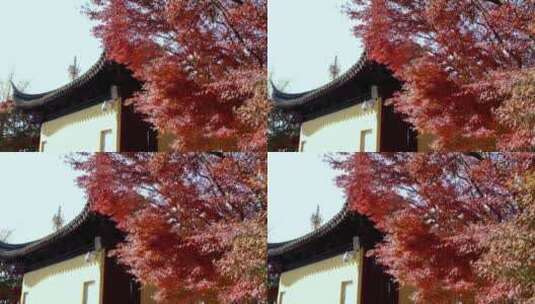江苏苏州重元寺古风建筑旁色彩鲜艳的枫叶高清在线视频素材下载