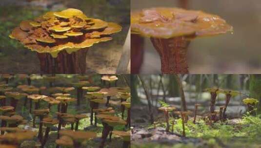 灵芝 水滴滴落 种植棚 真菌 特写高清在线视频素材下载