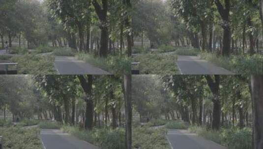深圳南山区深南大道绿化步道高清在线视频素材下载