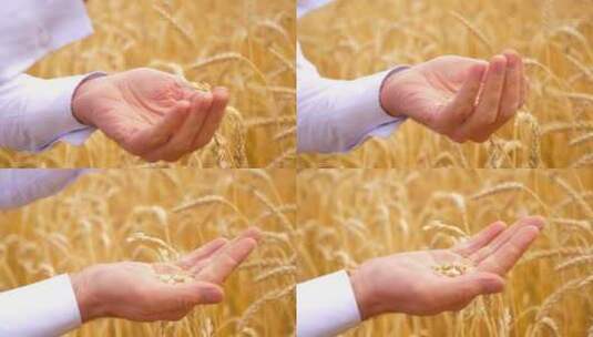 特写将麦粒撒到手掌上高清在线视频素材下载