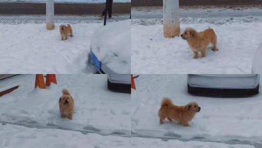 雪地里的一只黄毛小狗高清在线视频素材下载