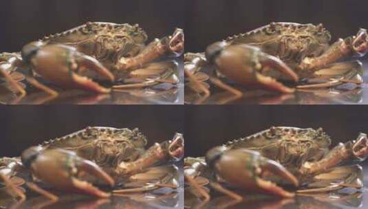 螃蟹高清在线视频素材下载
