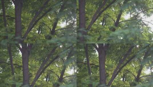 绿植 夏天 树木 树叶 阳光 小清新高清在线视频素材下载