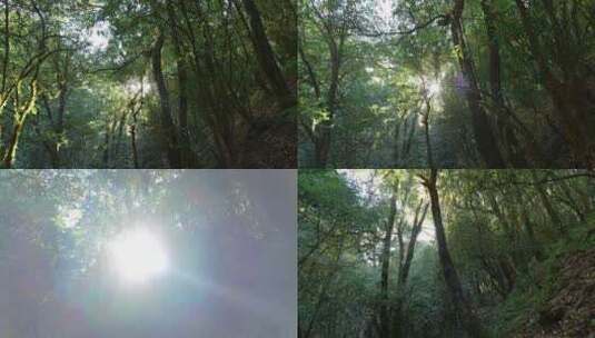 阳光原始森林高清在线视频素材下载