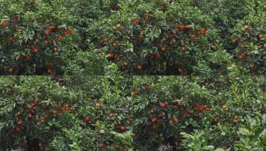农村农民果园血橙成熟航拍高清在线视频素材下载