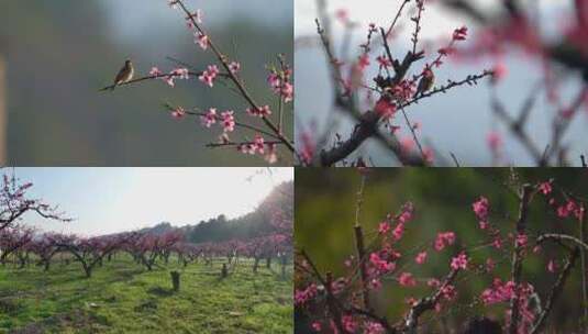 春天桃花盛开高清在线视频素材下载