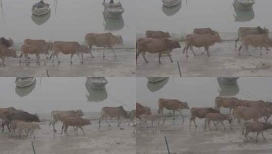 海南南渡江畔先进的黄牛高清在线视频素材下载